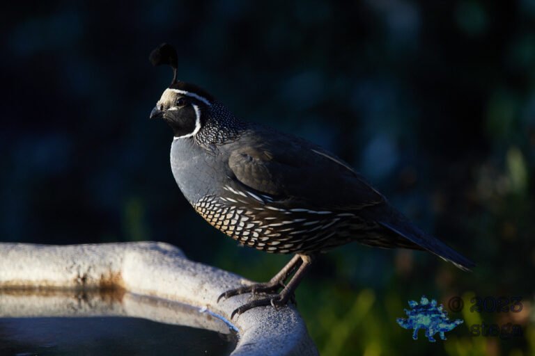 California Quail Week
