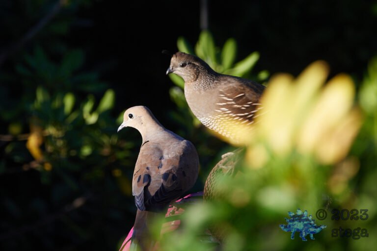 Quail and Dove