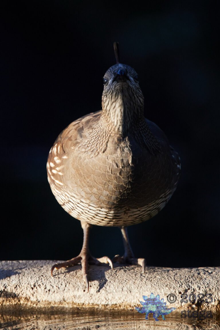 California Quail