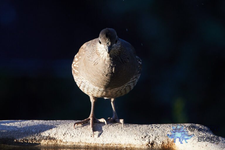 California Quail Week