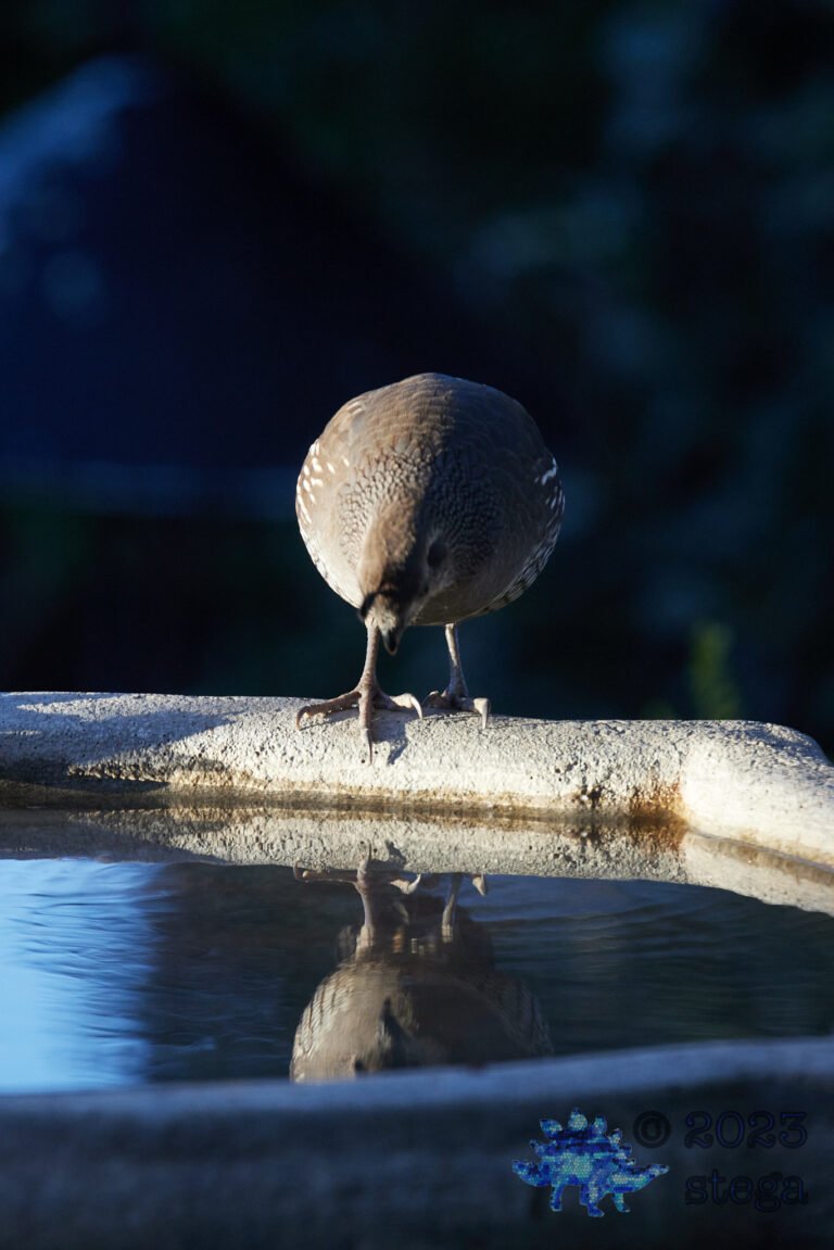California Quail