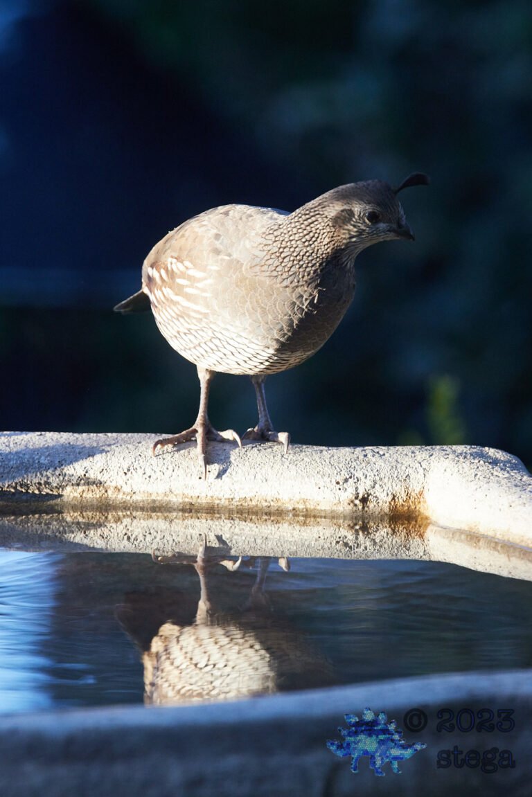 California Quail