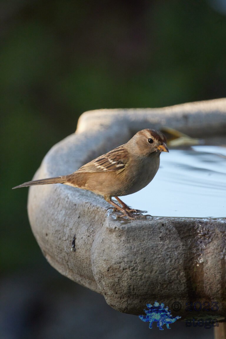 White-Crowned Sparrow