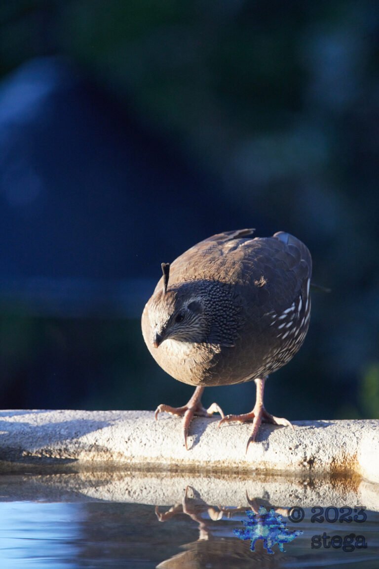 California Quail Week