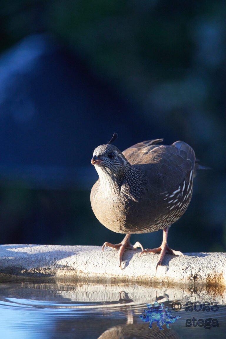 California Quail