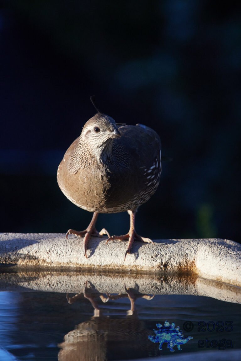California Quail Week