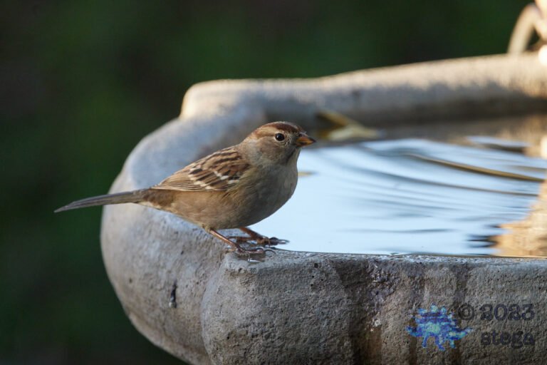 Sparrow Week