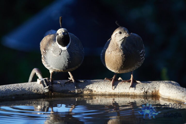 California Quail Week