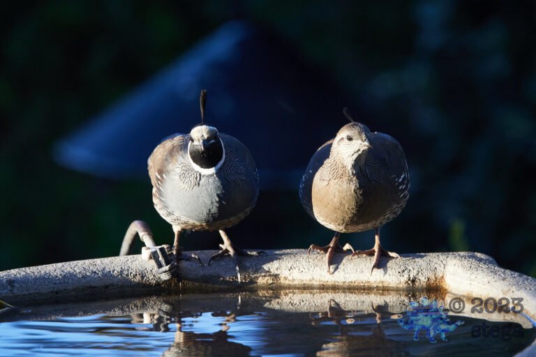 California Quail