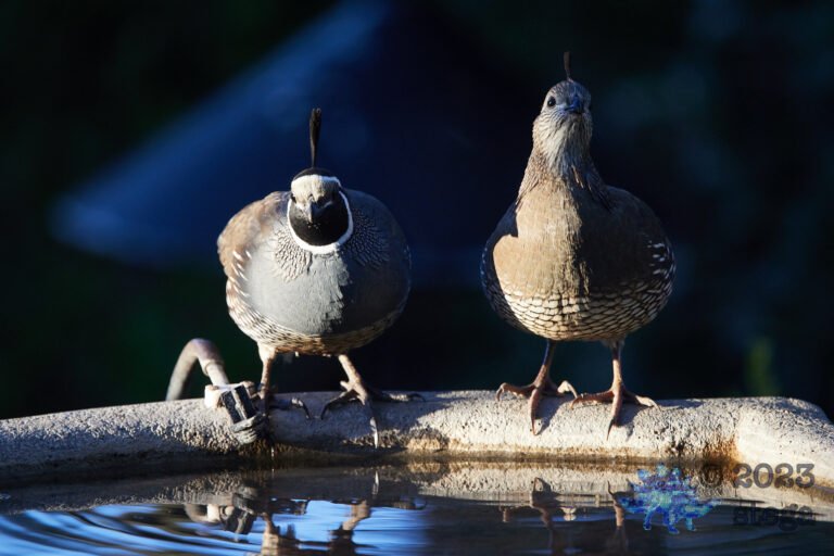 California Quail Week