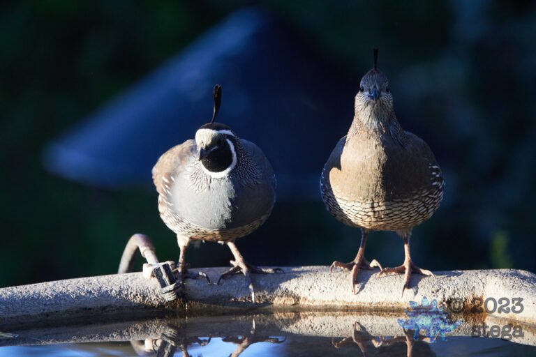 California Quail Week