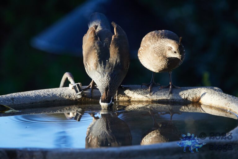 California Quail