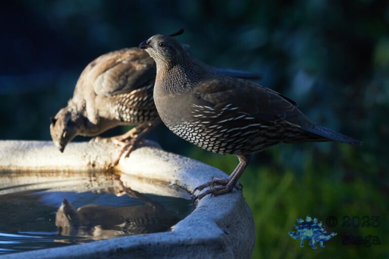 California Quail