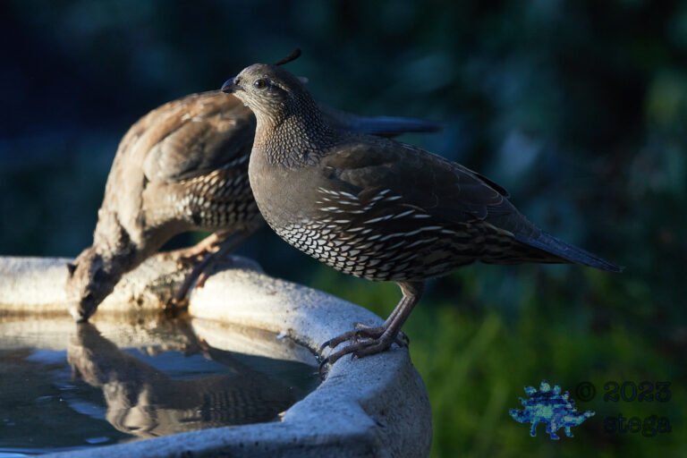California Quail