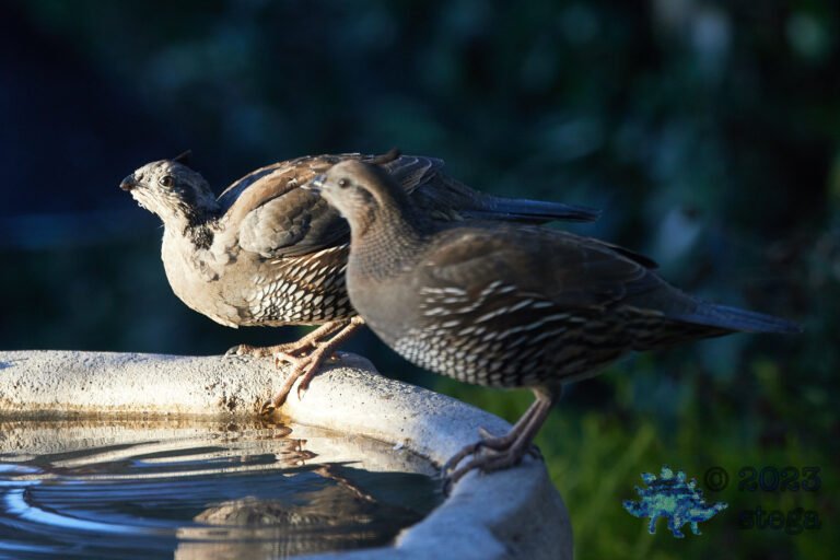 California Quail