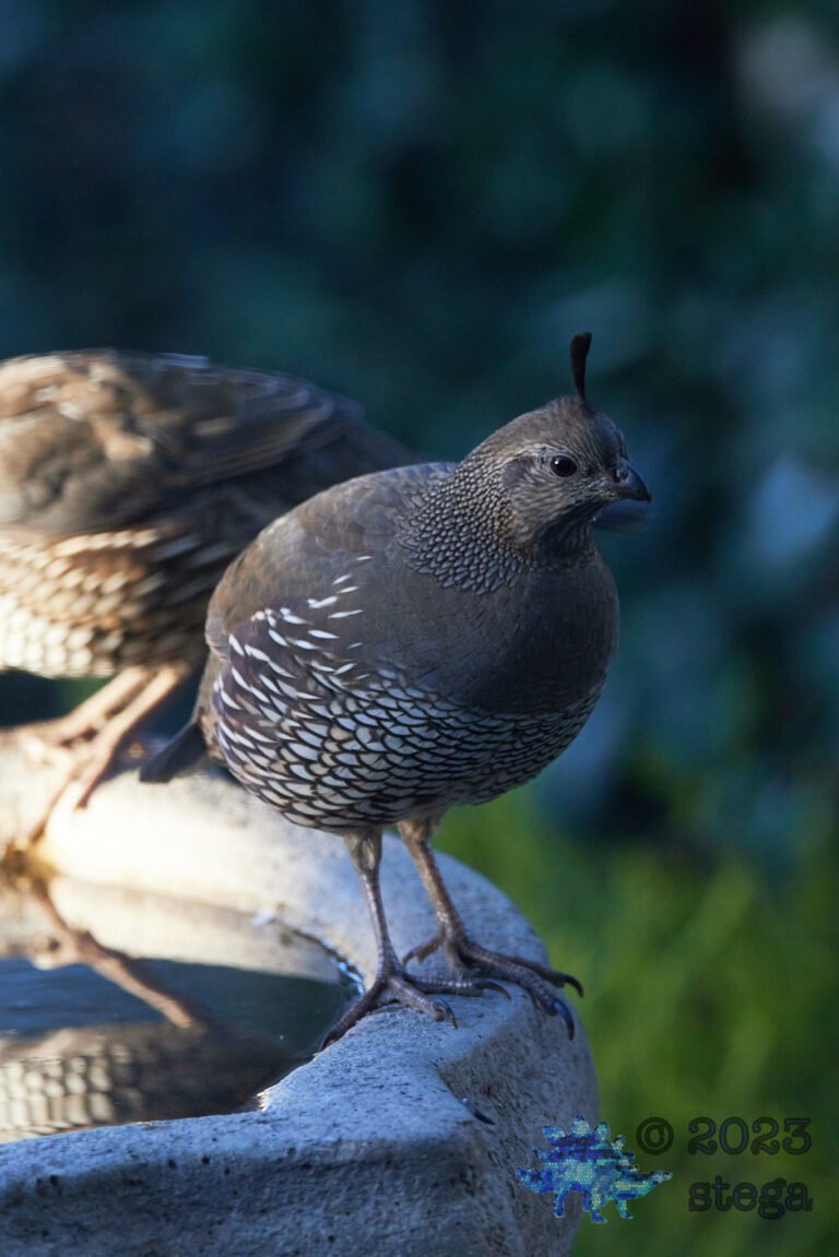 California Quail Week