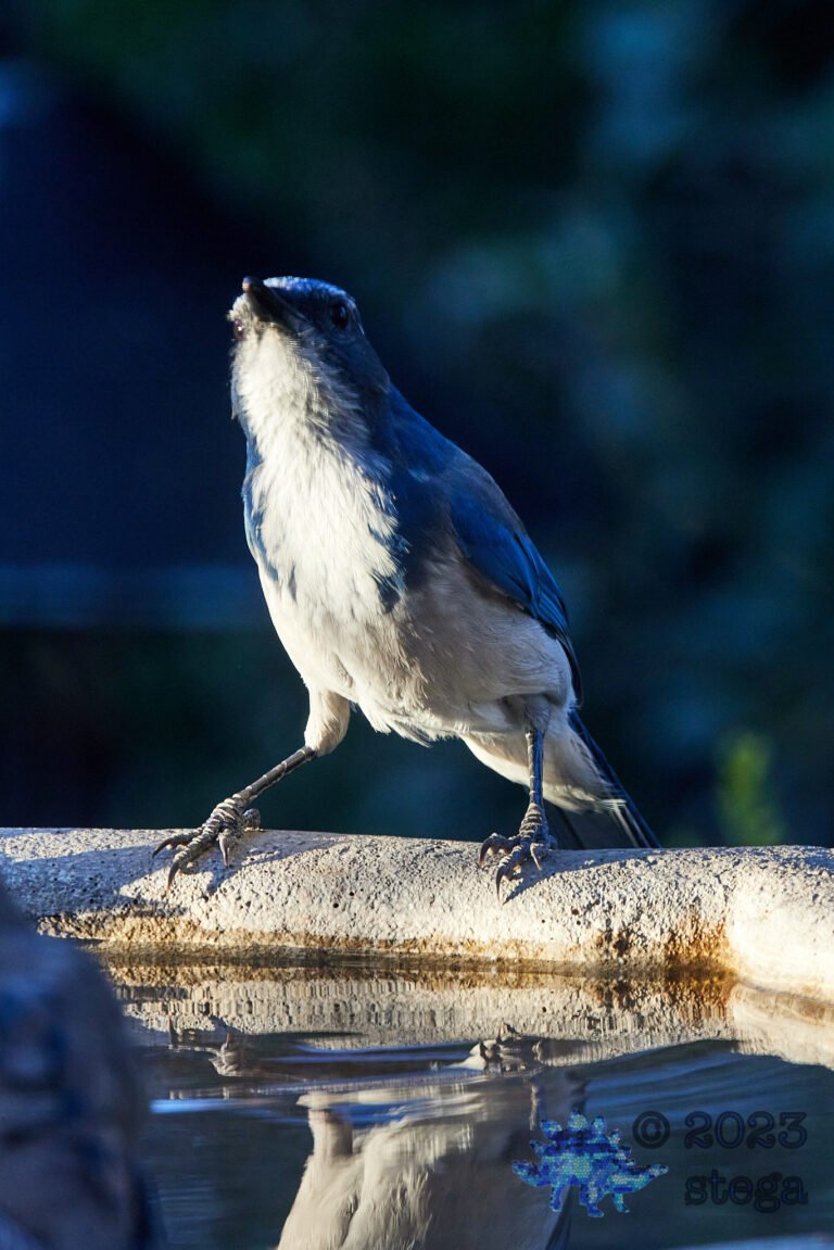 California Scrub Jay