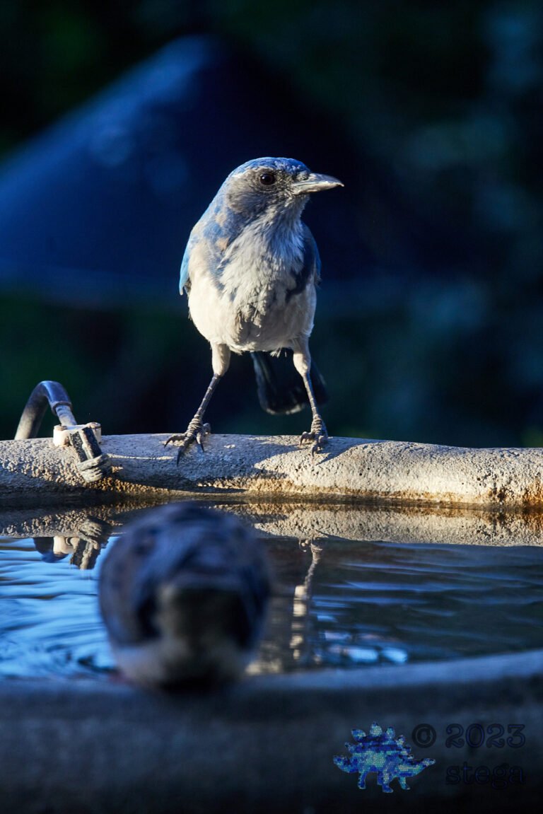 California Scrub Jay Week