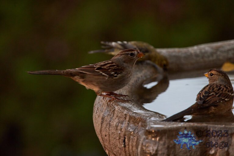 White-Crowned Sparrow