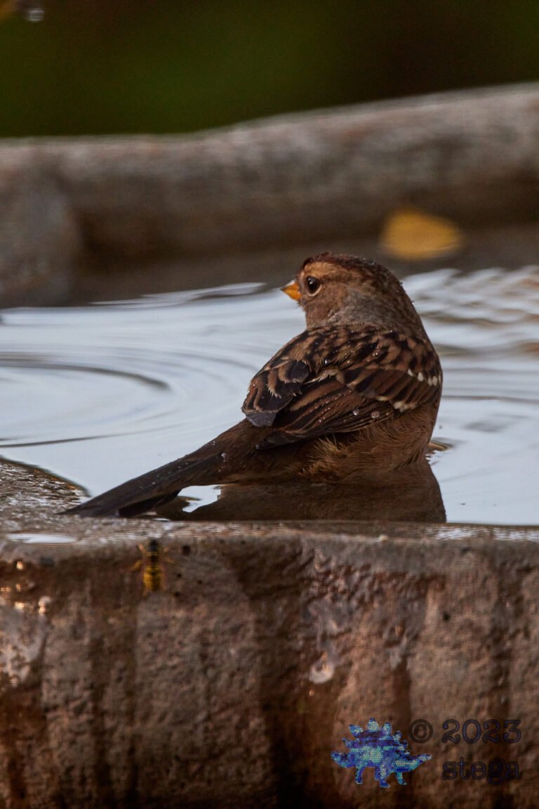 Sparrow Week