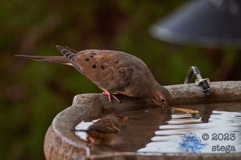 Mourning Dove