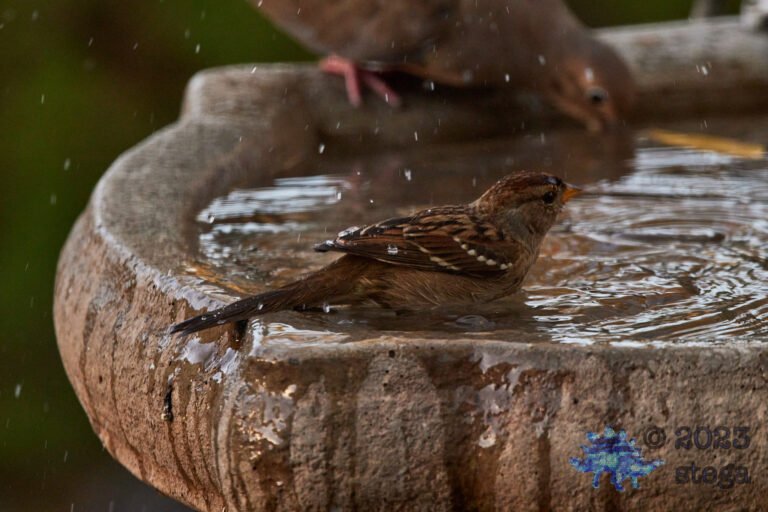Sparrow Week