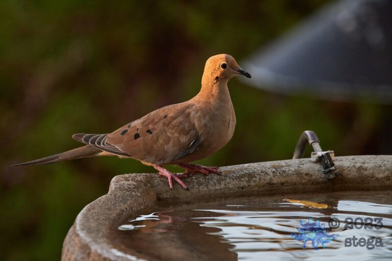 Mourning Dove