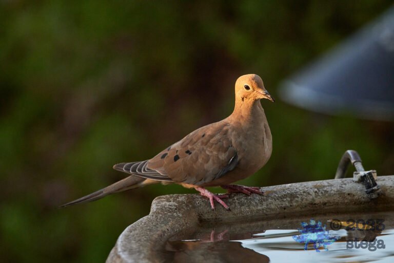 Mourning Dove