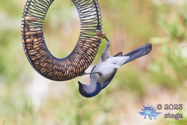 California Scrub Jay