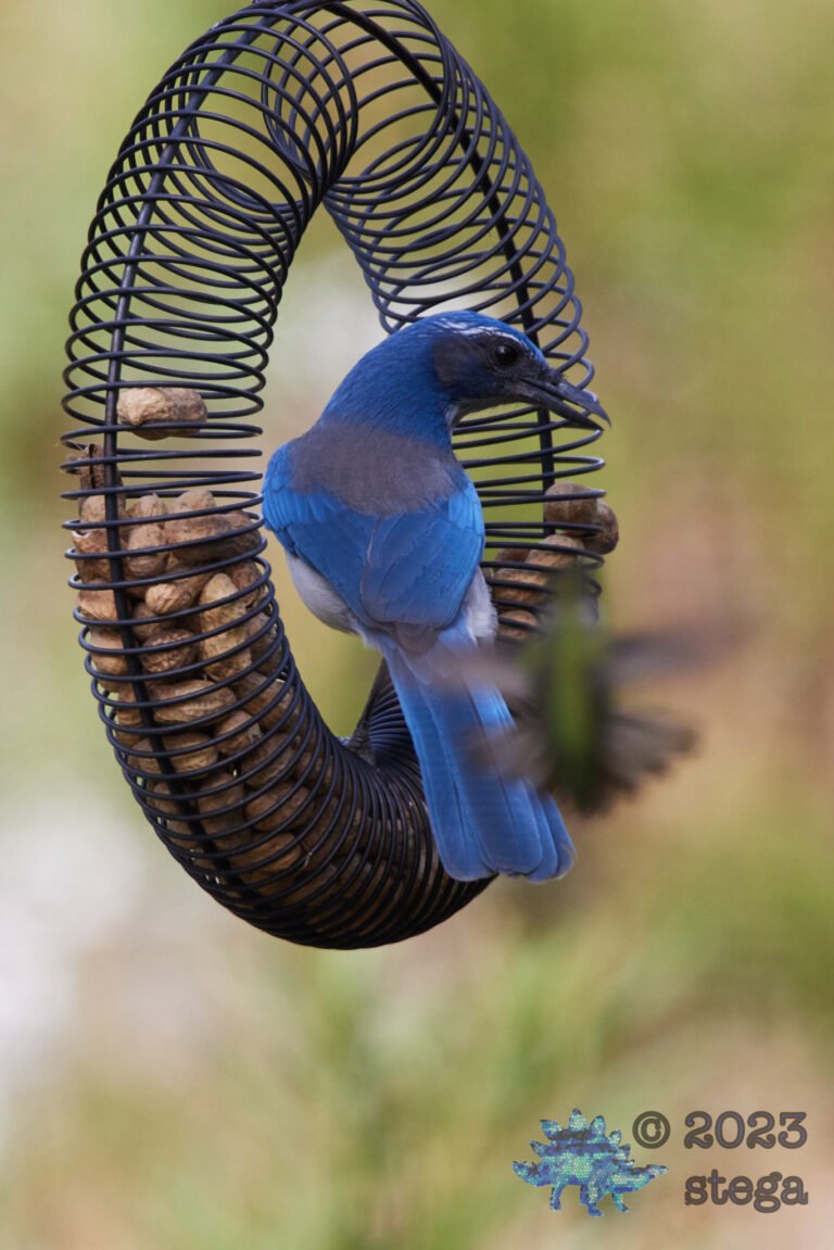 California Scrub Jay Week