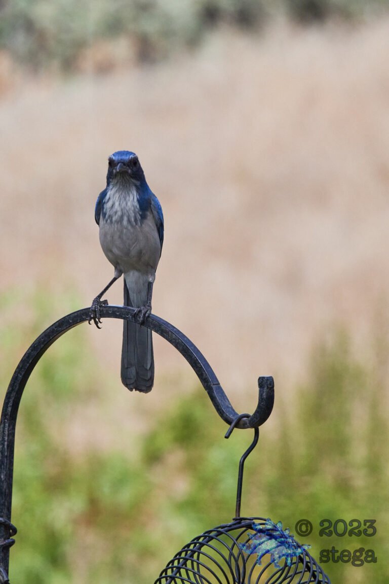 California Scrub Jay
