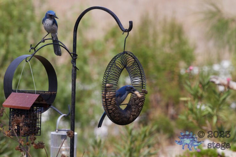 California Scrub Jay Week