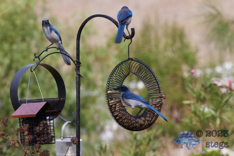 California Scrub Jay Week