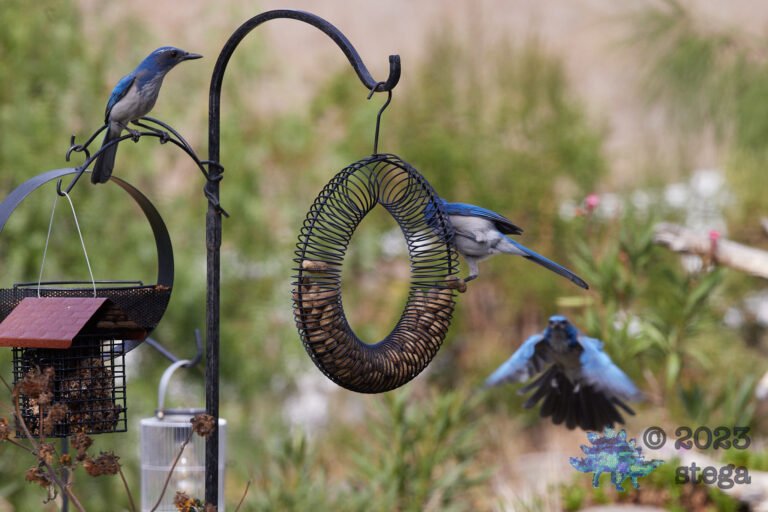 California Scrub Jay