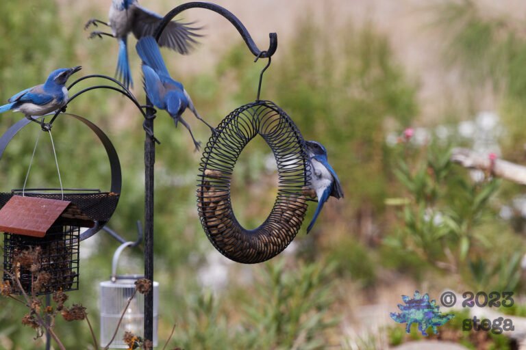California Scrub Jay
