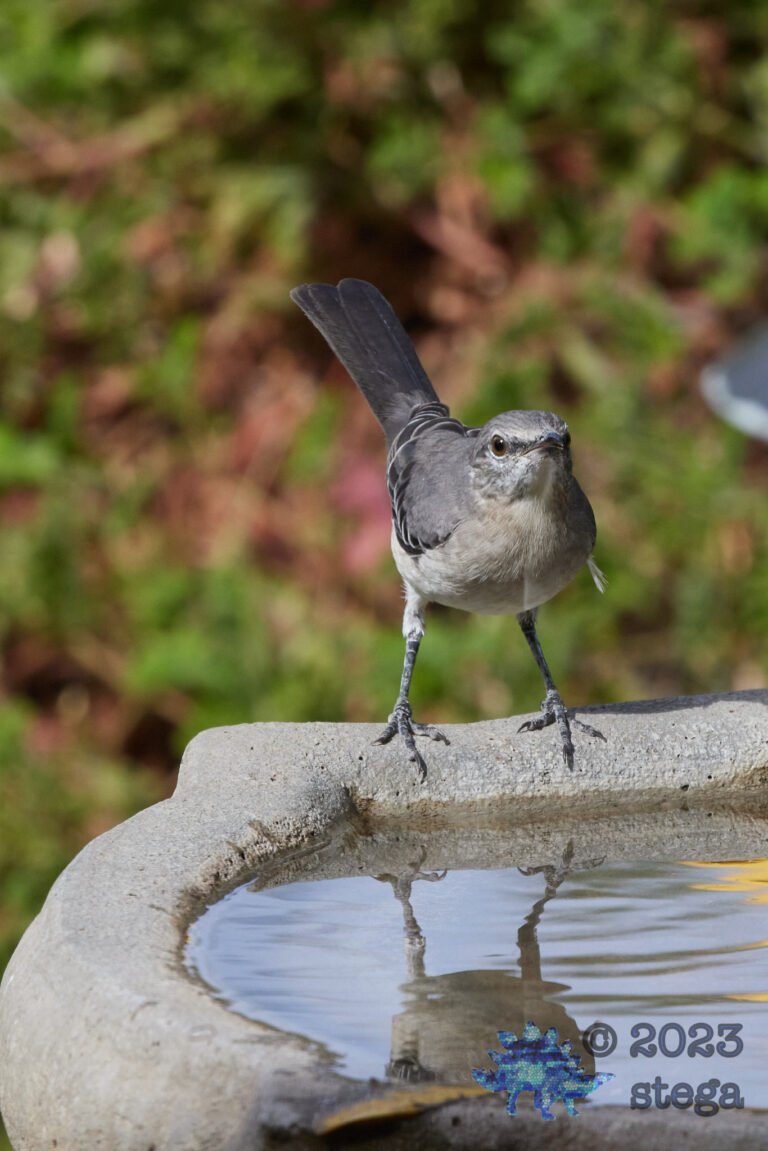 Northern Mockingbird