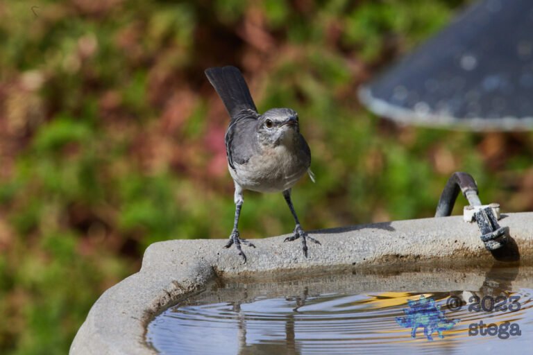 Northern Mockingbird Day