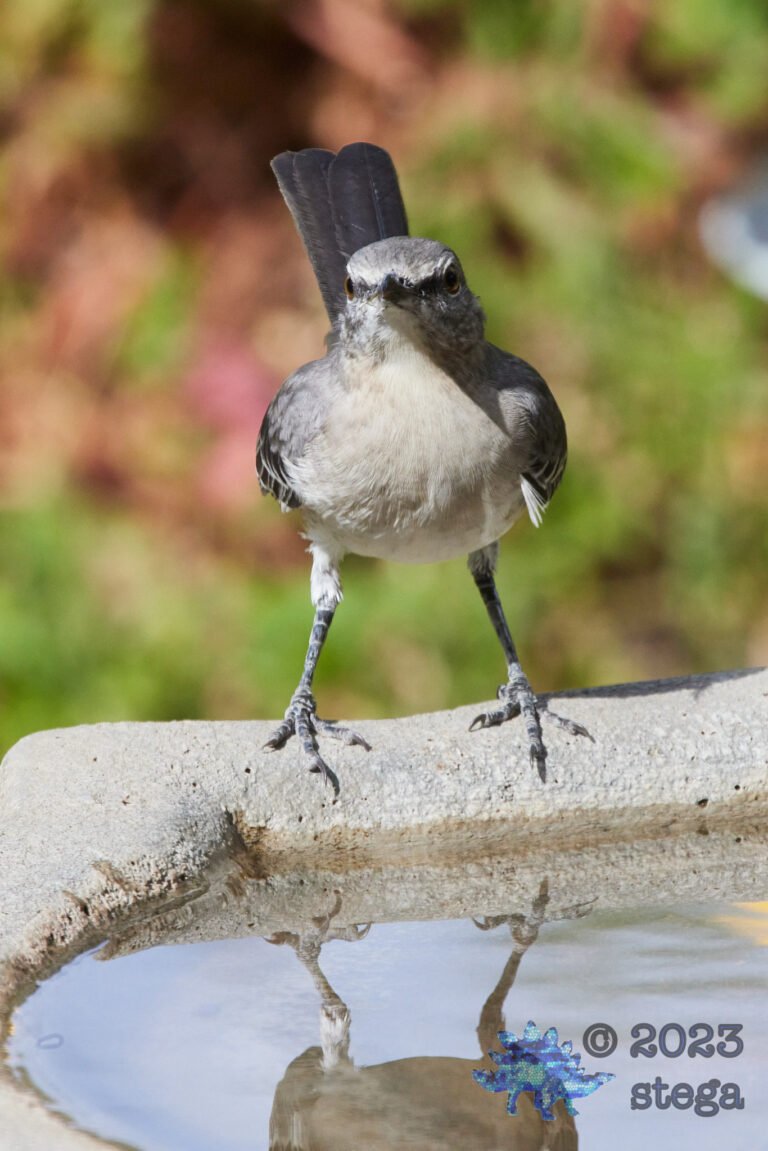 Northern Mockingbird Day