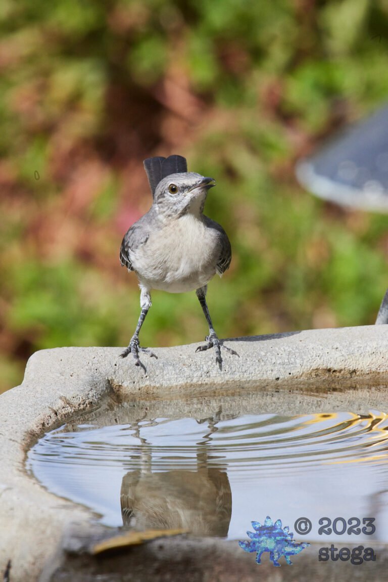 Northern Mockingbird