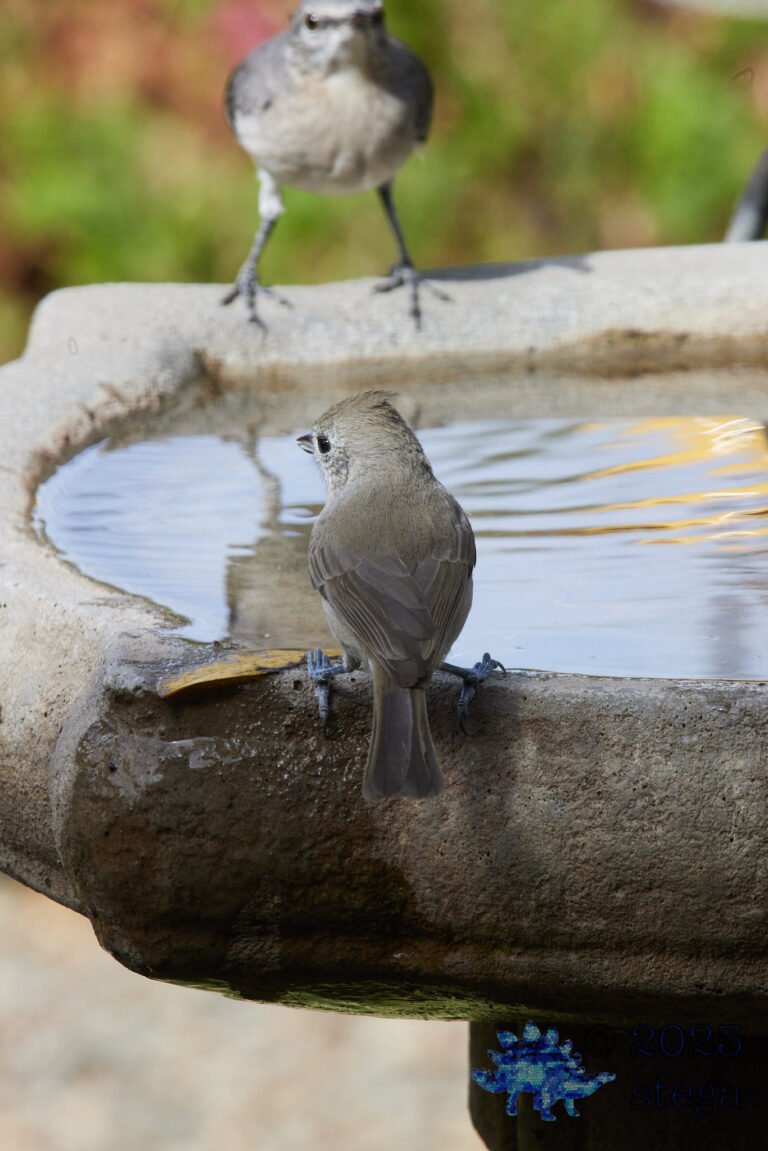 Oak Titmouse