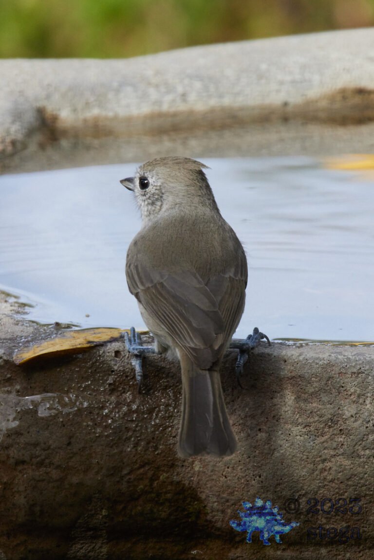 Oak Titmouse