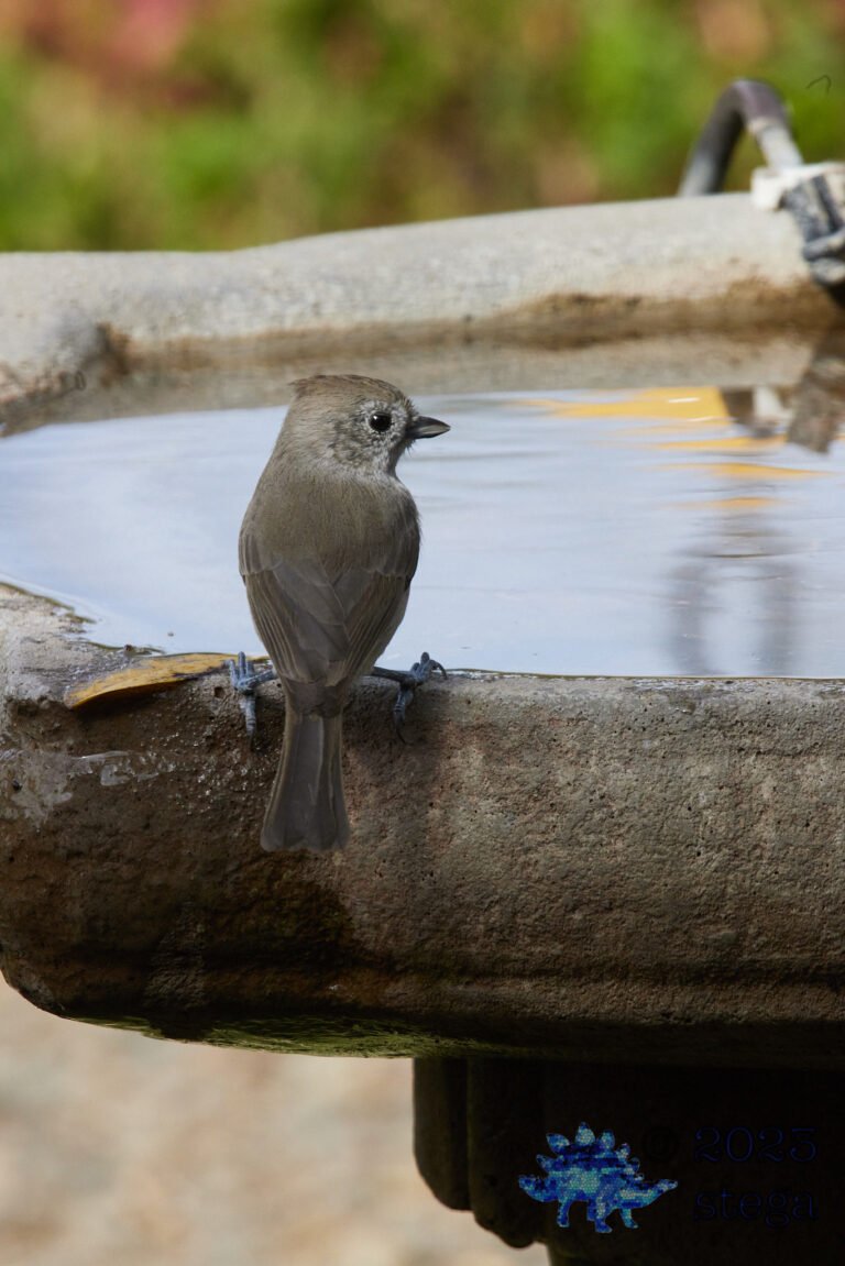 Oak Titmouse