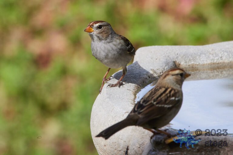Sparrow Week