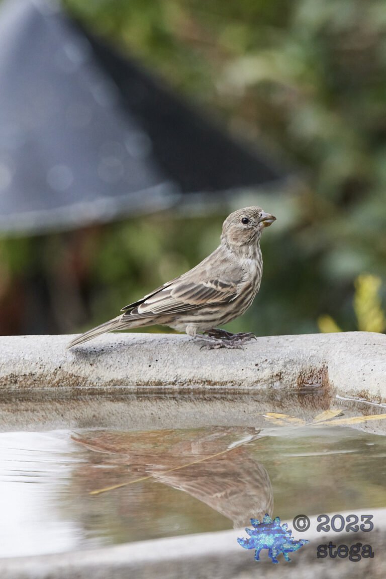 House Finch