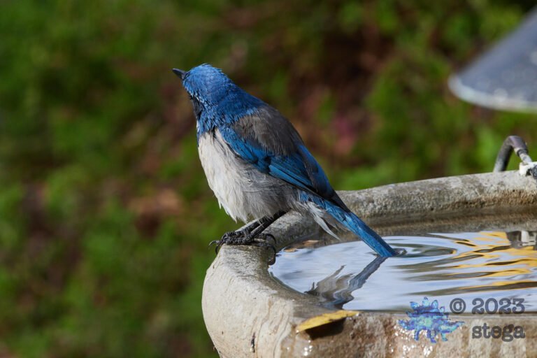 California Scrub Jay