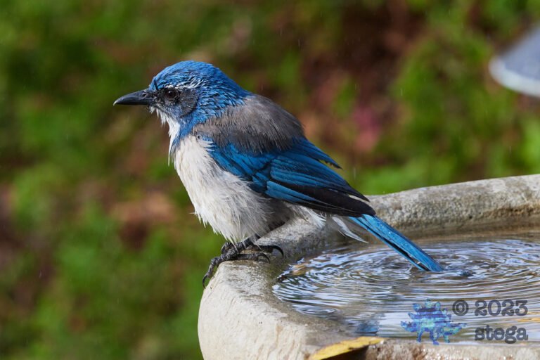 California Scrub Jay