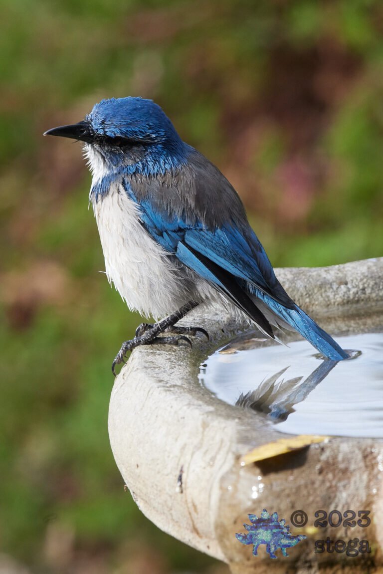 California Scrub Jay