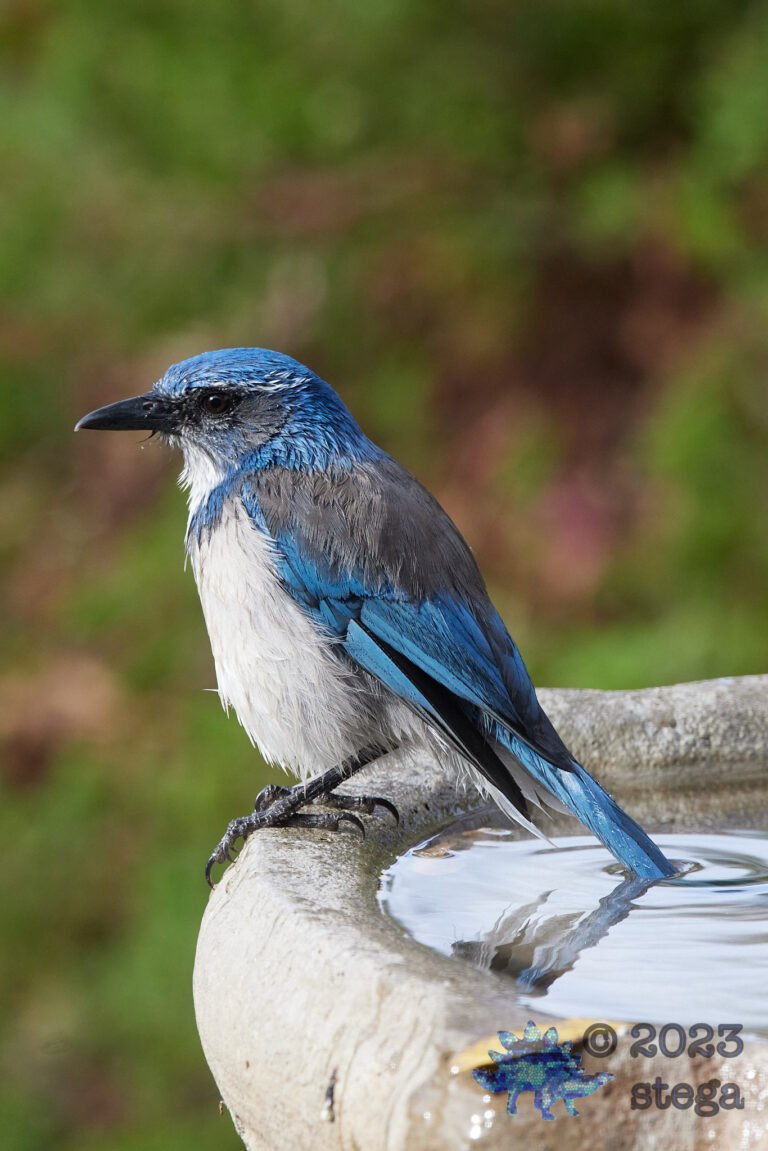 California Scrub Jay Week