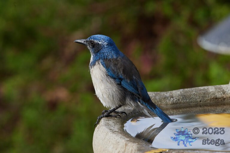 California Scrub Jay