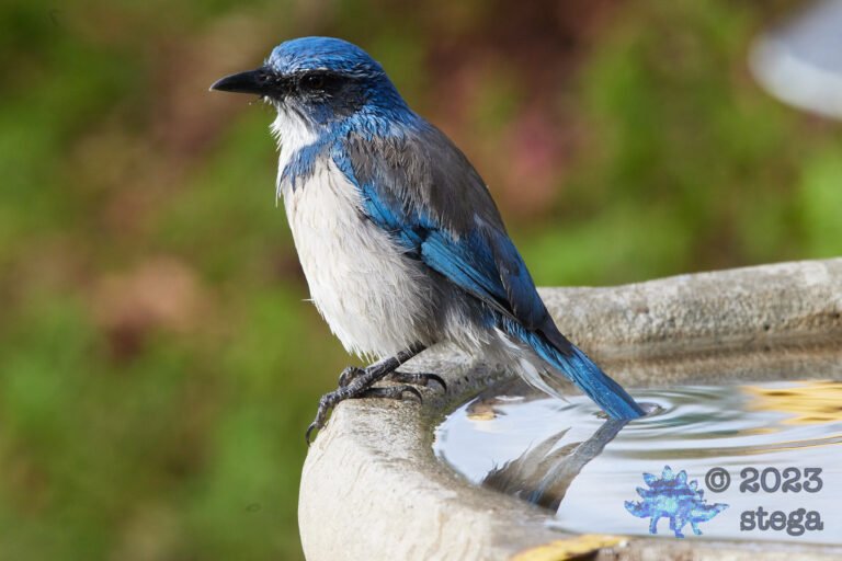 California Scrub Jay Week